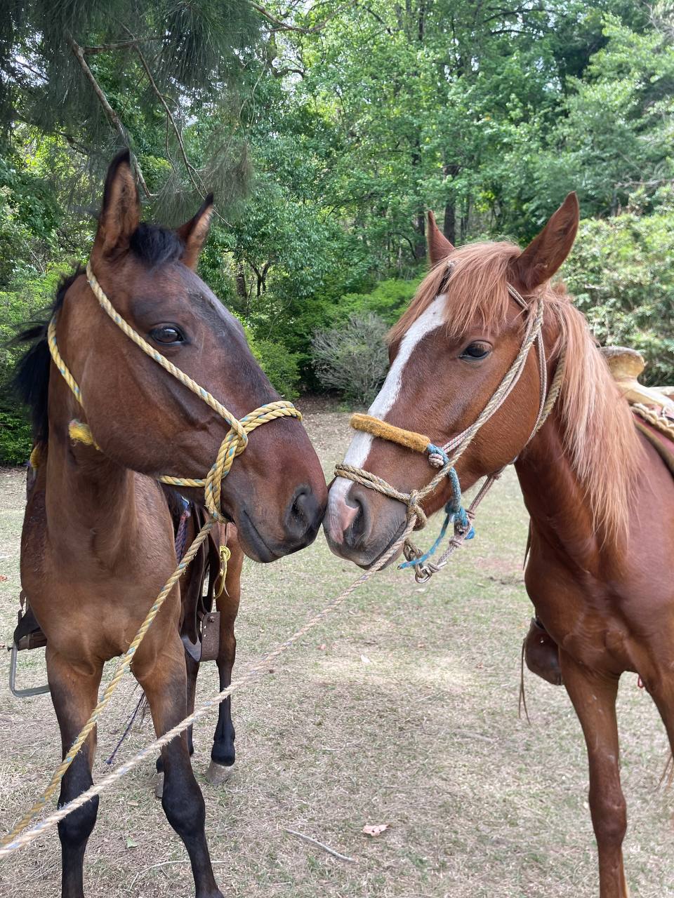 Caballos ensillados listos para un paseo en la Reserva El Cielo